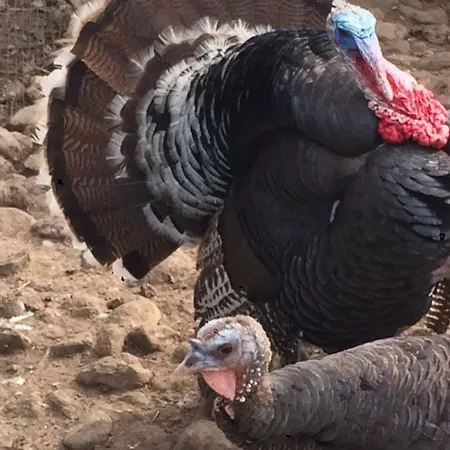Séjour à la ferme Campallegro *